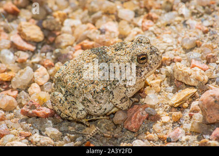 Le Crapaud de Woodhouse jeunes minuscule à peine deux pouces de longueur se trouve dans la zone de sable près de East Plum Creek, Castle Rock Colorado nous. Photo prise en septembre. Banque D'Images