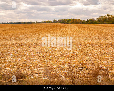 Tondu champ de maïs après la récolte. L'horizon des nuages. L'agriculture. Banque D'Images