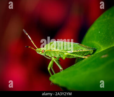 Prêt pour le décollage, un insecte de protection vert commun Palomena prasina sur le point de partir pour une nouvelle usine. Banque D'Images