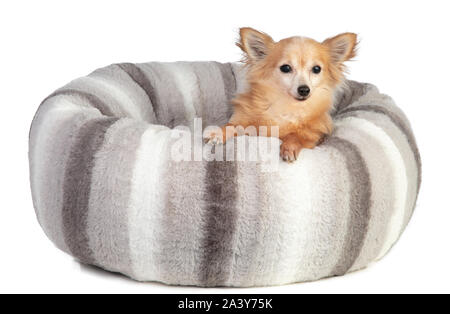 Chihuahua dans un grand coussin doux et gris sur fond blanc Banque D'Images