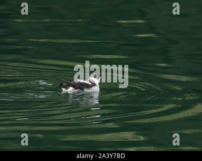 Guillemot sol recouvert de natation en eau calme dans le sud-est de l'Alaska en été. Banque D'Images