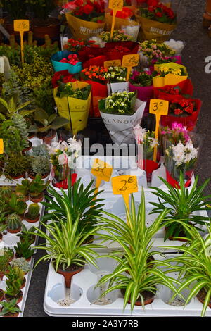 Fleurs à Vendre Dans Le Marché De La Ville Ajaccio Corse