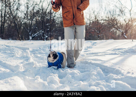 Le PUG dog walking sur la neige avec l'homme. Puppy wearing winter coat Banque D'Images