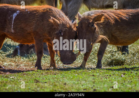 Phacochère commun d'interagir et de jouer dans une réserve de chasse de l'Afrique du Sud Banque D'Images