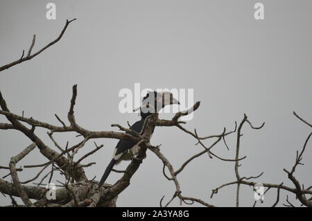 Calao trompette isolé perché sur un arbre en Umkhuze game reserve Afrique du Sud Banque D'Images