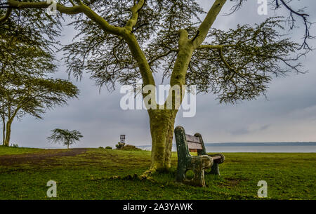 Green et isolées False Bay park dans les zones humides d'Isimangaliso Afrique en KZNSouth Banque D'Images