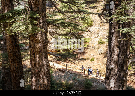 Les Cèdres (ARZ al-Rab). Situé à environ 5 km au-dessus de la Vallée de Qadisha, Bcharré, Liban Banque D'Images