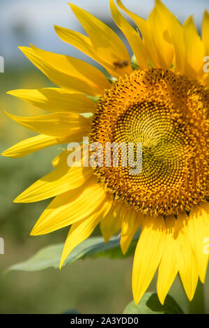 Abeille pollinisant le tournesol. Produit du miel d'abeilles sur une fleur. Gros plan de recueillir le nectar d'abeille sur tournesol, de beaux tournesols, feuilles vertes Banque D'Images