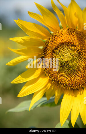 Abeille pollinisant le tournesol. Produit du miel d'abeilles sur une fleur. Gros plan de recueillir le nectar d'abeille sur tournesol, de beaux tournesols, feuilles vertes Banque D'Images