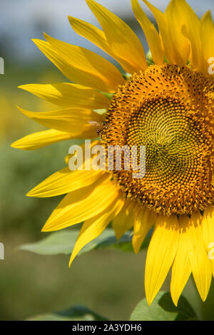 Abeille pollinisant le tournesol. Produit du miel d'abeilles sur une fleur. Gros plan de recueillir le nectar d'abeille sur tournesol, de beaux tournesols, feuilles vertes Banque D'Images