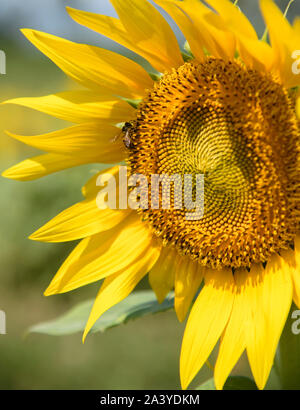 Abeille pollinisant le tournesol. Produit du miel d'abeilles sur une fleur. Gros plan de recueillir le nectar d'abeille sur tournesol, de beaux tournesols, feuilles vertes Banque D'Images