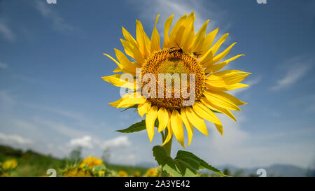 Abeille pollinisant le tournesol. Produit du miel d'abeilles sur une fleur. Gros plan de recueillir le nectar d'abeille sur tournesol, de beaux tournesols, feuilles vertes Banque D'Images