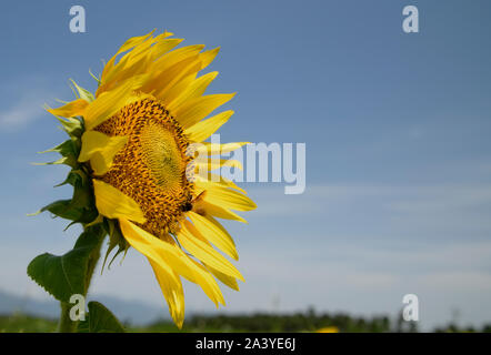 Abeille pollinisant le tournesol. Produit du miel d'abeilles sur une fleur. Gros plan de recueillir le nectar d'abeille sur tournesol, de beaux tournesols, feuilles vertes Banque D'Images