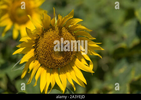 Abeille pollinisant le tournesol. Produit du miel d'abeilles sur une fleur. Gros plan de recueillir le nectar d'abeille sur tournesol, de beaux tournesols, feuilles vertes Banque D'Images