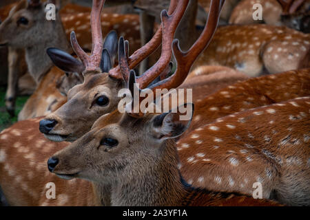 Gros plan sur un couple de cerfs sika mignons et magnifiques dans le parc Nara, préfecture de Nara, Japon Banque D'Images