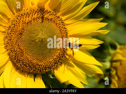 Abeille pollinisant le tournesol. Produit du miel d'abeilles sur une fleur. Gros plan de recueillir le nectar d'abeille sur tournesol, de beaux tournesols, feuilles vertes Banque D'Images