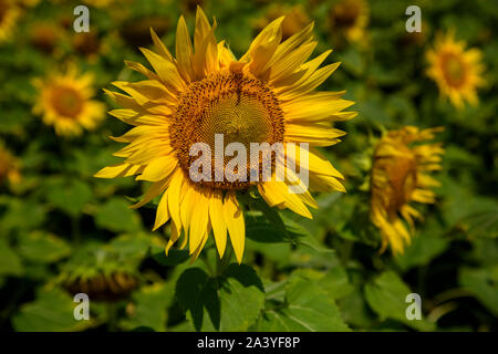 Abeille pollinisant le tournesol. Produit du miel d'abeilles sur une fleur. Gros plan de recueillir le nectar d'abeille sur tournesol, de beaux tournesols, feuilles vertes Banque D'Images