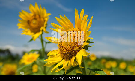 Abeille pollinisant le tournesol. Produit du miel d'abeilles sur une fleur. Gros plan de recueillir le nectar d'abeille sur tournesol, de beaux tournesols, feuilles vertes Banque D'Images