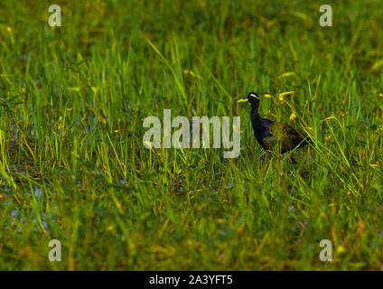 Jacana à ailes de bronze, un oiseau avec d'énormes pieds et griffes qui lui permet de marcher sur la végétation flottante dans les lacs peu profonds, son habitat privilégié. Banque D'Images