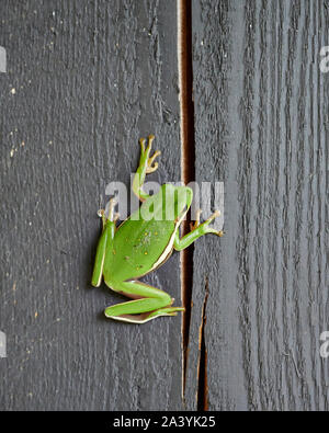 La rainette verte américaine, Hyla cinerea, une espèce de grenouille d'arbre du nouveau monde reposant sur une poutre en bois près d'un jardin familial. Banque D'Images