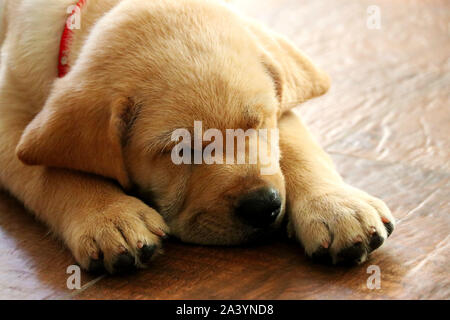 Yellow labrador retriever chiot endormi sur le plancher Banque D'Images