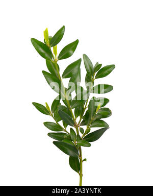La direction générale de buis isolé sur un fond blanc. Banque D'Images