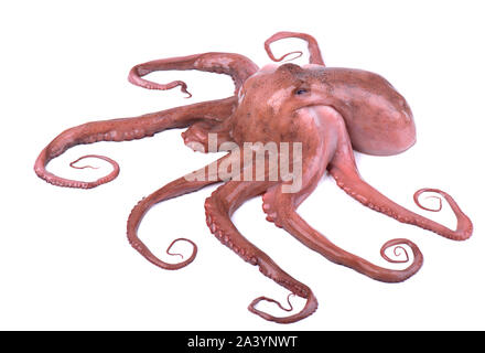 Octopus isolé sur fond blanc. Poulpe frais isolé Banque D'Images