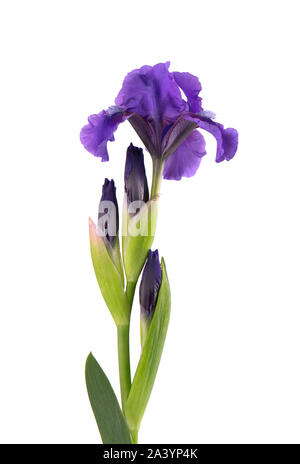 Couleur bleu iris fleur, isolé sur fond blanc. Macro. Banque D'Images