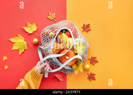 Mise à plat de l'automne sur split et rouge papier fond couleur corail. Citrouilles Orange en sac-filet ou chaîne sac, toile jaune sneakers, main dans chandail et Banque D'Images