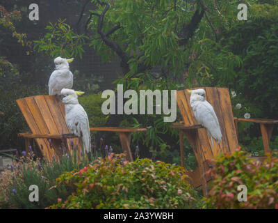 Cacatoès sur des chaises en bois dans le jardin à Katoomba, Australie Banque D'Images