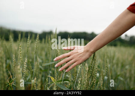 Woman's hand touching wheat in field Banque D'Images