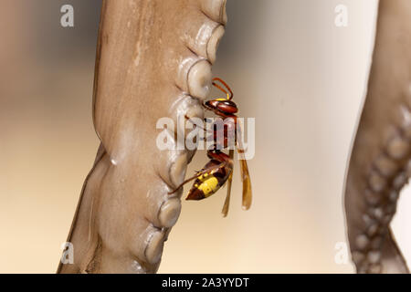 Guêpe ou frelon sur le séchage des tentacules de pieuvre close-up dans focus sélectif. Banque D'Images