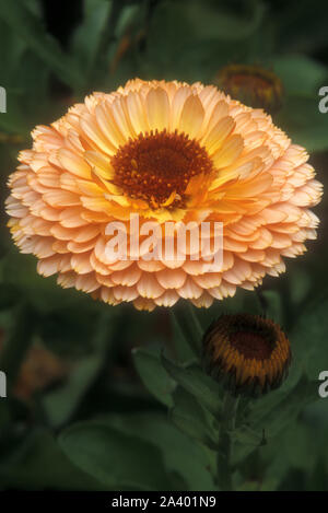 GROS PLAN DU POT MARIGOLD 'PINK SURPRISE' (CALENDULA OFFICINALIS) ÉGALEMENT CONNU SOUS LE NOM DE MARIGOLD COMMUN OU ANGLAIS. Banque D'Images