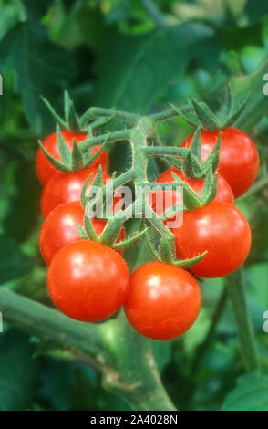 Les tomates cerise (Lycopersicon pimpinellifolium) Banque D'Images