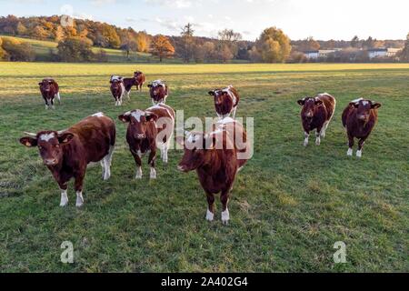 Troupeau DE VACHES DANS LE MAINE-ANJOU AVANT DE LA FORÊT EN AUTOMNE LES COULEURS, RUGLES (27), FRANCE Banque D'Images