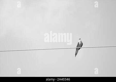 Bird on a wire, Monochrome, Nashville, Tennessee Banque D'Images