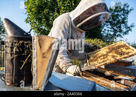 Avec son APICULTEUR FUMEUR DANS LE MILIEU DES CADRES ET LES ABEILLES, LA VÉRIFICATION DU COUVAIN ET LA REINE, EN COLLABORATION AVEC L'urticaire, bourgogne, france Banque D'Images