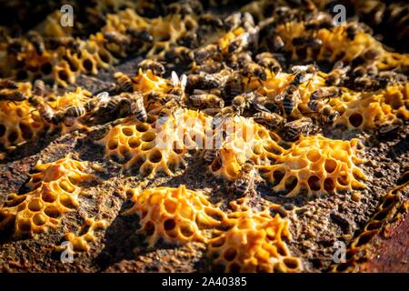 Les ABEILLES TRAVAILLENT DANS LES RUCHES, LA CONSTRUCTION DE LA CIRE DE CELLULES POUR TENIR LE MIEL ET LE COUVAIN, bourgogne, france Banque D'Images