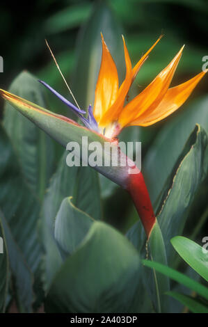 Oiseau du Paradis (Strelitzia reginae) ÉGALEMENT CONNU SOUS LE NOM DE CRANE FLEUR, Fleur d'OISEAU DE LA LANGUE Banque D'Images