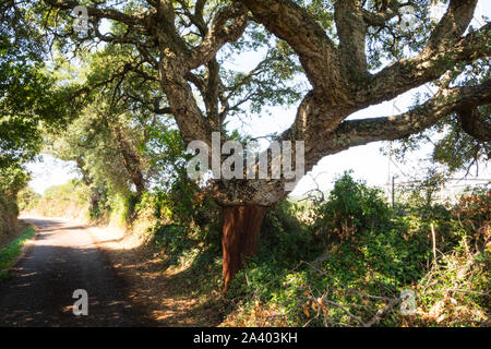 Quercus suber pelées après la récolte, ou chêne liège Quercus suber en Sardaigne en méditerranée TEMPO PAUSANIA Banque D'Images