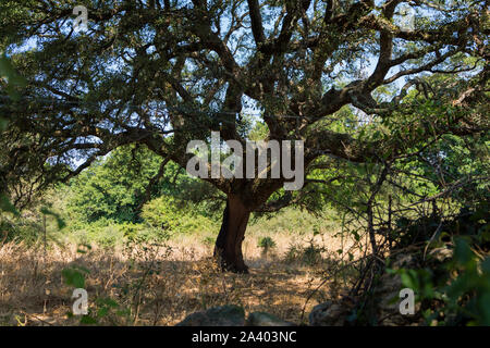 Quercus suber pelées après la récolte, ou chêne liège Quercus suber en Sardaigne en méditerranée TEMPO PAUSANIA Banque D'Images