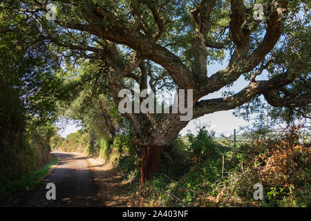 Quercus suber pelées après la récolte, ou chêne liège Quercus suber en Sardaigne en méditerranée TEMPO PAUSANIA Banque D'Images