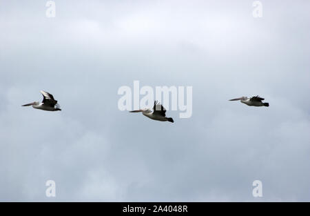 Trois pélicans australiens (PELECANUS) EN VOL AU DESSUS DE L'EAU DANS L'OUEST DE L'Australie. Banque D'Images