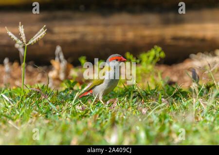 finch unique à sourcils rouges, debout sur un terrain herbacé à la recherche de graines et d'insectes à Tinaburra Waters Atherton Tablelands, Queensland en Australie. Banque D'Images