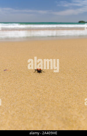 Méelle rouge et noire sur la célèbre plage de Bderim, sur la Sunshine Coast, dans le Queensland, en Australie. Banque D'Images