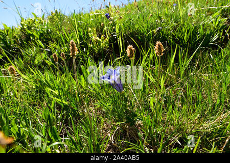 Gentiane acaule (Gentiana acaulis) est de plus en plus fleur bleue la montagne dans les Alpes. Banque D'Images