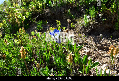 Gentiane acaule (Gentiana acaulis) est de plus en plus fleur bleue la montagne dans les Alpes. Banque D'Images