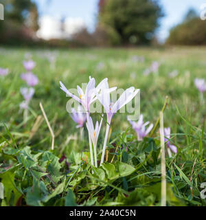 Belles fleurs de montagne wild saffron, vue rapprochée, journée d'automne. Banque D'Images