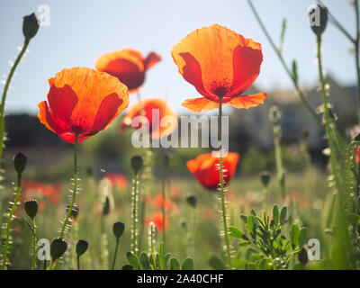 Coquelicots dans le champ dans la lumière au coucher du soleil Banque D'Images