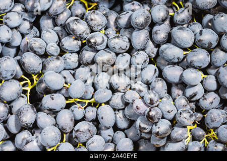 Close up de raisins noirs, tas de raisins rouges, fond de raisin Banque D'Images